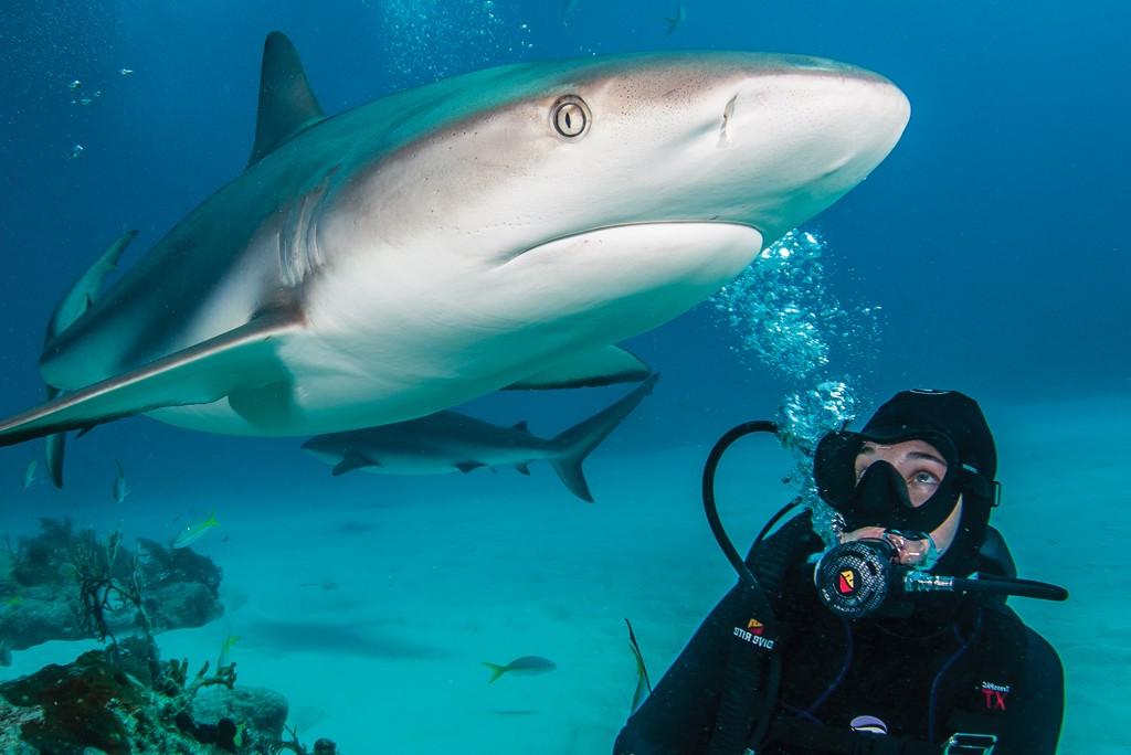 scuba diver with shark