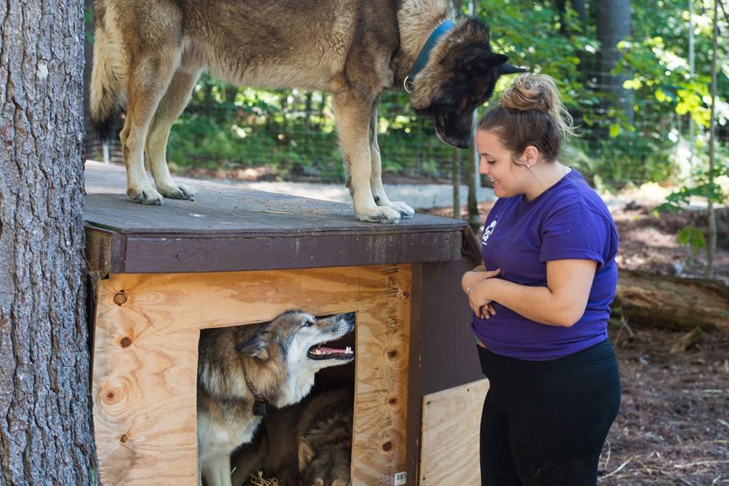 A student stands next to two dogs in an outdoor kennel
