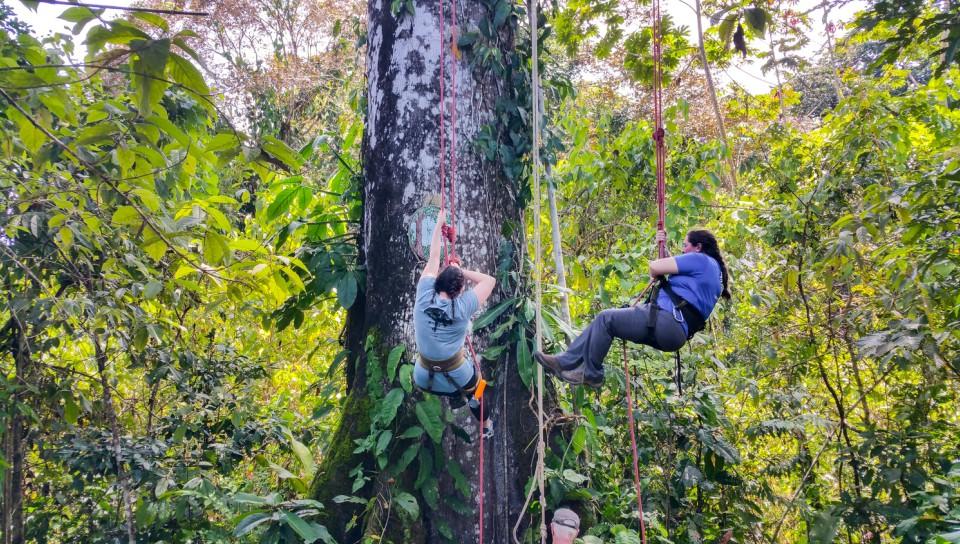 在巴拿马雨林里爬树